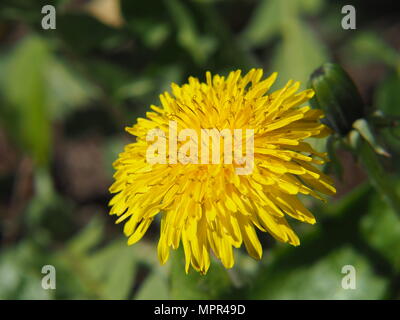 Tarassaco - Taraxacum officinale. Foto scattata a Lodz, Polonia Foto Stock