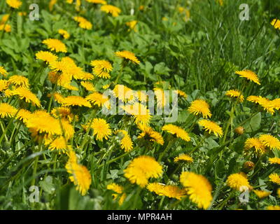 Tarassaco - Taraxacum officinale. Foto scattata a Lodz, Polonia Foto Stock