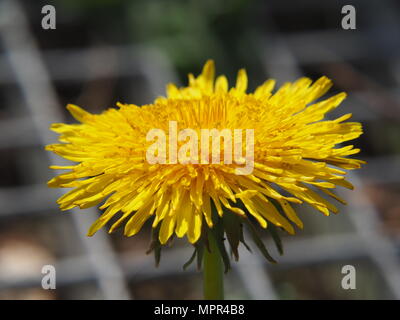 Tarassaco - Taraxacum officinale. Foto scattata a Lodz, Polonia Foto Stock