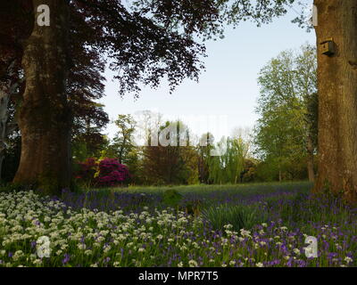 Tappeto di bluebells e aglio selvatico nel bosco della Cornovaglia Foto Stock