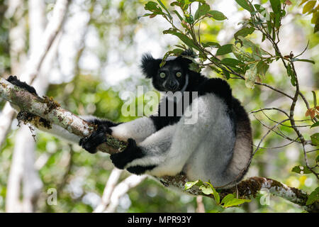 (Indri Indri Indri Indri), seduti in un albero, Analamazoatra, Andasibe National Park, orientale, Madagascar Madagascar Foto Stock