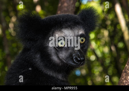 (Indri Indri Indri Indri), animale ritratto, Akanin'ny nofy Riserva, Madagascar Foto Stock