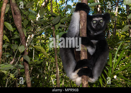 (Indri Indri Indri Indri), seduti in un albero, Akanin'ny nofy Riserva, Madagascar Foto Stock