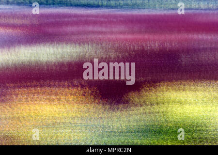 Spagna, coltivazione di vimini in Canamares in autunno, offuscata Foto Stock