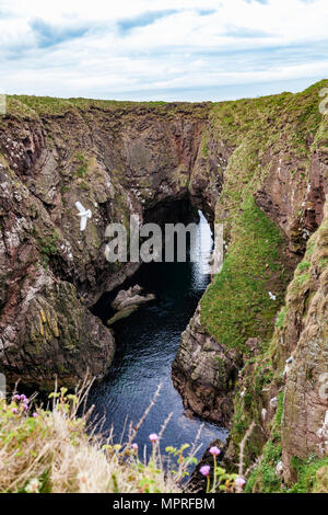 La Scozia, Aberdeenshire, Bullers di Buchan, crollato grotta marina Foto Stock