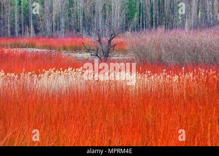 Spagna, coltivazione di vimini in Canamares in autunno Foto Stock