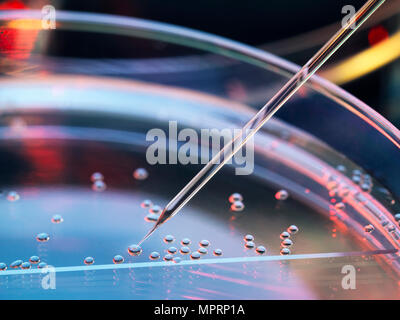 La ricerca sulle cellule staminali, il trasferimento nucleare è eseguito su diverse cellule staminali embrionali per la clonazione Foto Stock