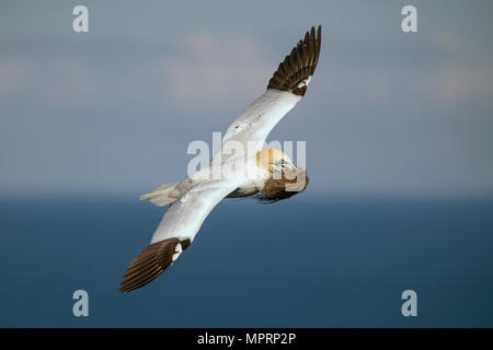 La Scozia, battenti Northern gannet con materiale di nesting Foto Stock