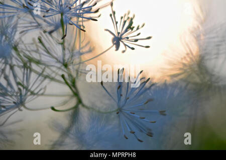 Fairyland all'alba Foto Stock