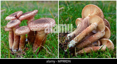 Armillaria ostoyae solidipes cluster di funghi nella foresta Foto Stock