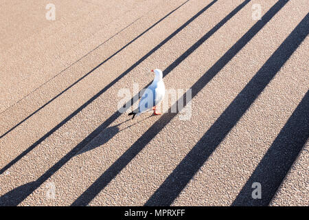 Sydney sulla costa orientale dell'Australia Foto Stock