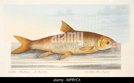 Il Barbo, da una dissertazione su pesci e pesci-stagni, pub. 1832 (colorata a mano incisione) Foto Stock