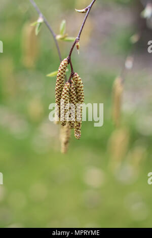 Delicati ramoscelli di betulla giallo - Betula alleghaniensis crescendo in primavera. Foto Stock