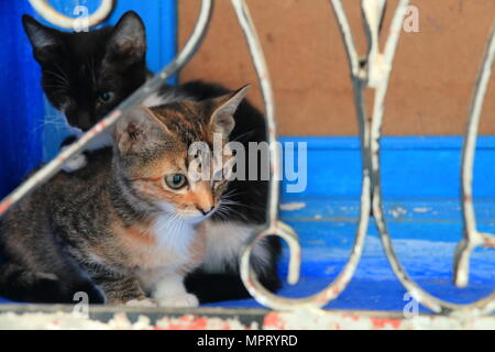 I gattini nella finestra Foto Stock