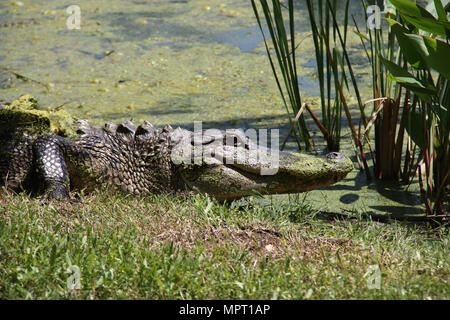 Alligatore in una palude di relax al sole, occhi aperti Foto Stock