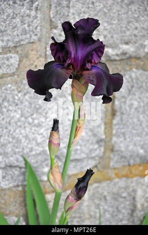 Bella viola scuro iris fiore in fiore di picco Foto Stock