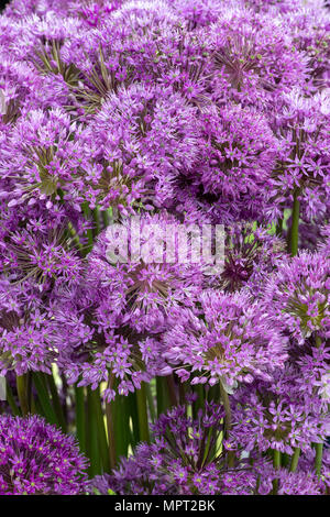 Allium "Gladiator' Fiore display alla Mostra del fiore. Regno Unito Foto Stock