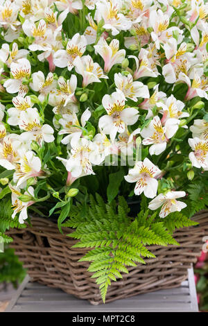 Alstroemeria "carosello crema". Giglio peruviano fiori in un cestello a flower show. Regno Unito Foto Stock