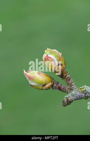 Sorbus thibetica 'John Mitchell". Sorbo montano tibetano tree germogli in primavera Foto Stock