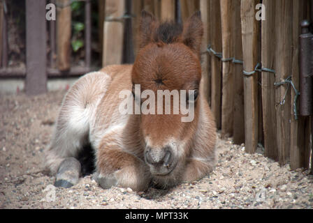 Ritratto di un simpatico baby pony giacente a terra Foto Stock