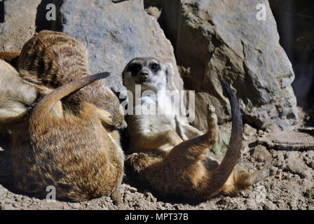 Meerkat rilassante sulla sua schiena ma essendo curioso circa la fotocamera Foto Stock