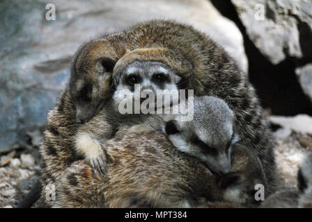 Mazzetto di una famiglia di meerkat cuddling sulla parte superiore di ciascun altro Foto Stock