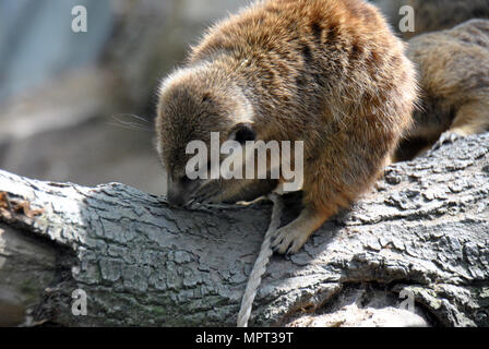 Meerkat lavorando su legno Foto Stock