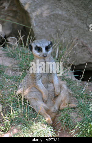 Meerkat agghiacciante in ombra in una calda giornata estiva Foto Stock