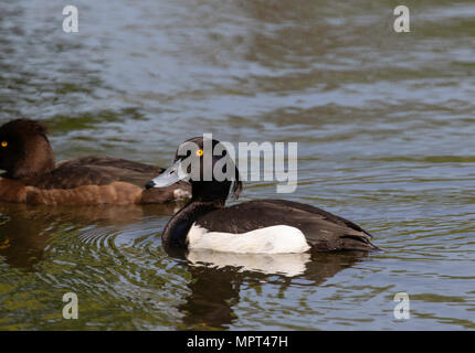 Bianco e nero Tufted maschi di anatra con femmina. Foto Stock