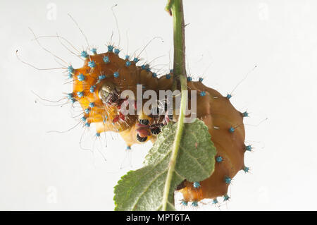 Caterpillar del gigante Peacock Moth, Saturnia pyri, di fronte a uno sfondo bianco Foto Stock