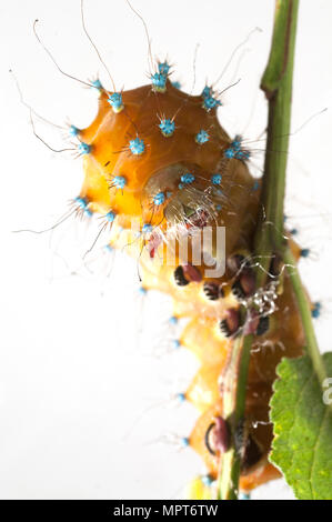 Caterpillar del gigante Peacock Moth, Saturnia pyri, di fronte a uno sfondo bianco Foto Stock