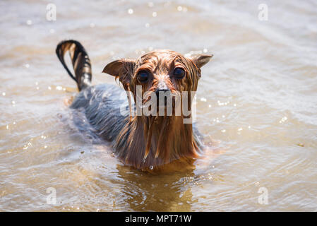 Divertente wet Yorkshire terrier con occhi enormi in acqua di mare nella spiaggia Foto Stock