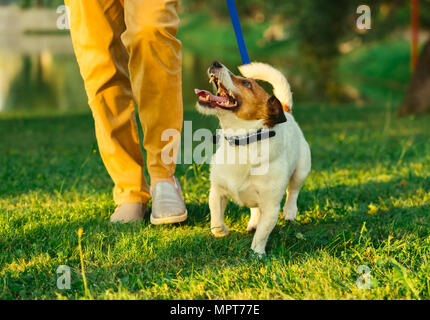 A piedi del cane al guinzaglio con la donna durante la passeggiata serale presso il park Foto Stock