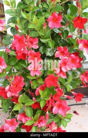 , Dipladenia Sanderi; Sundaville; Balkonblumen; Kuebelpflanze Foto Stock