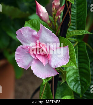 , Dipladenia Sanderi, Sundaville, Foto Stock