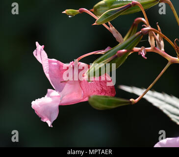 Druesiges Springkraut Impatiens glandulifera,, agrifoglio, Bachbluete Foto Stock