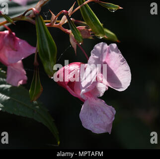 Druesiges Springkraut Impatiens glandulifera,, agrifoglio, Bachbluete Foto Stock