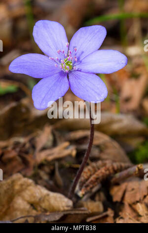 Liverwort (Hepatica nobilis) sul suolo di latifoglie, Renania-Palatinato, Germania Foto Stock