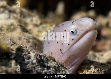 Murena geometrica (Gymnothorax griseus), Hurghada, Mar Rosso, Egitto Foto Stock