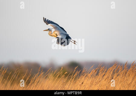 Airone cinerino (Ardea cinerea) vola sopra Reed, Texel, West Isole Frisone, provincia Olanda Settentrionale, Paesi Bassi Foto Stock