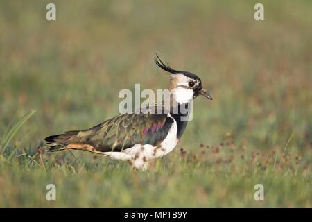 Pavoncella (Vanellus vanellus) sorge in erba, Texel, Paesi Bassi Foto Stock