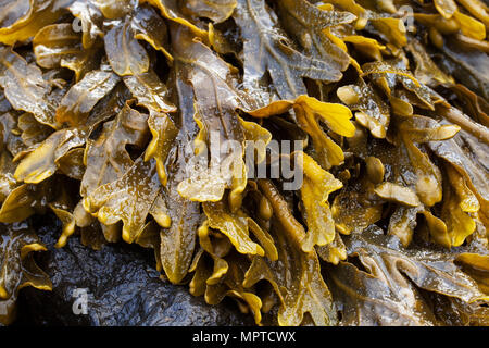 Alcune alghe marine su una spiaggia rocciosa, su rocce, mare salato rocce acqua colorata e colorata. Alga di Bladderrack. Foto Stock