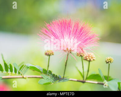 Closeup Mimosa Albizia julibrissin fiori nel giardino sullo sfondo Foto Stock