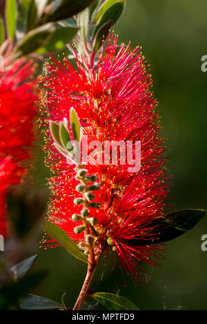 In prossimità di una bottiglia di cremisi spazzola (callistemon citrinus) di fiori in un giardino a Cardiff South Wales UK Foto Stock