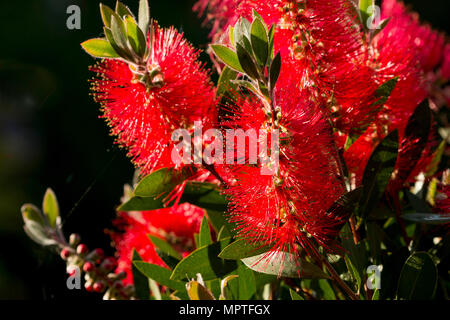 In prossimità di una bottiglia di cremisi spazzola (callistemon citrinus) di fiori in un giardino a Cardiff South Wales UK Foto Stock