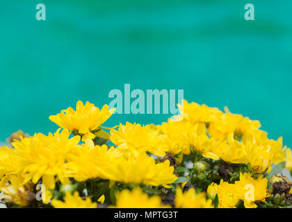 Soft focus crisantemo giallo fiore(Chrysanthemum morifolium) con il blu e il verde dello sfondo. Foto Stock