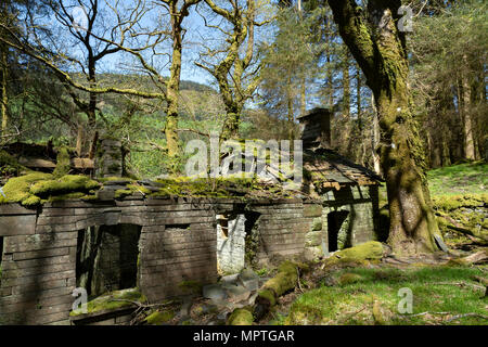 Ratgoed pronunciato Yr Allt Goed in modo nativo il gallese, è un ardesia abbandonati villaggio minerario della foresta Dyif, un paio di vecchie rovine sono lasciati alle spalle. Foto Stock