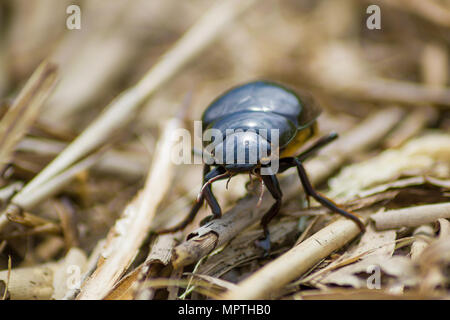 Dynastinae femmina scarabeo rinoceronte camminando lungo la vegetazione sul terreno Foto Stock