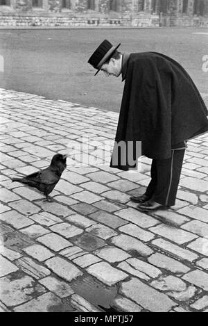 Beefeater la piegatura verso il basso per affrontare un corvo, Torre di Londra, Tower Hill, Londra, tardi 1930s. Artista: John Gay. Foto Stock