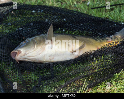 Misura catturati pesci - carp sull'erba. Carpa in rete. Foto Stock